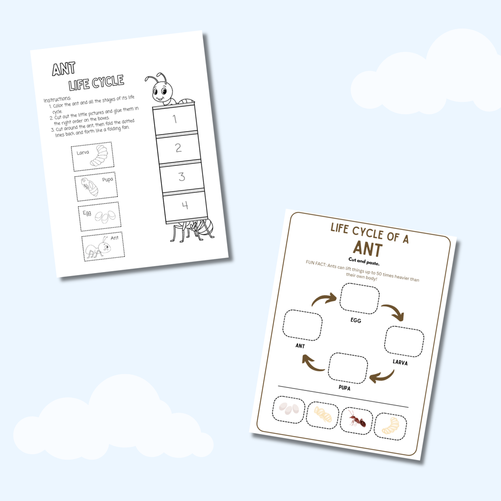 My Life Cycle Workbook