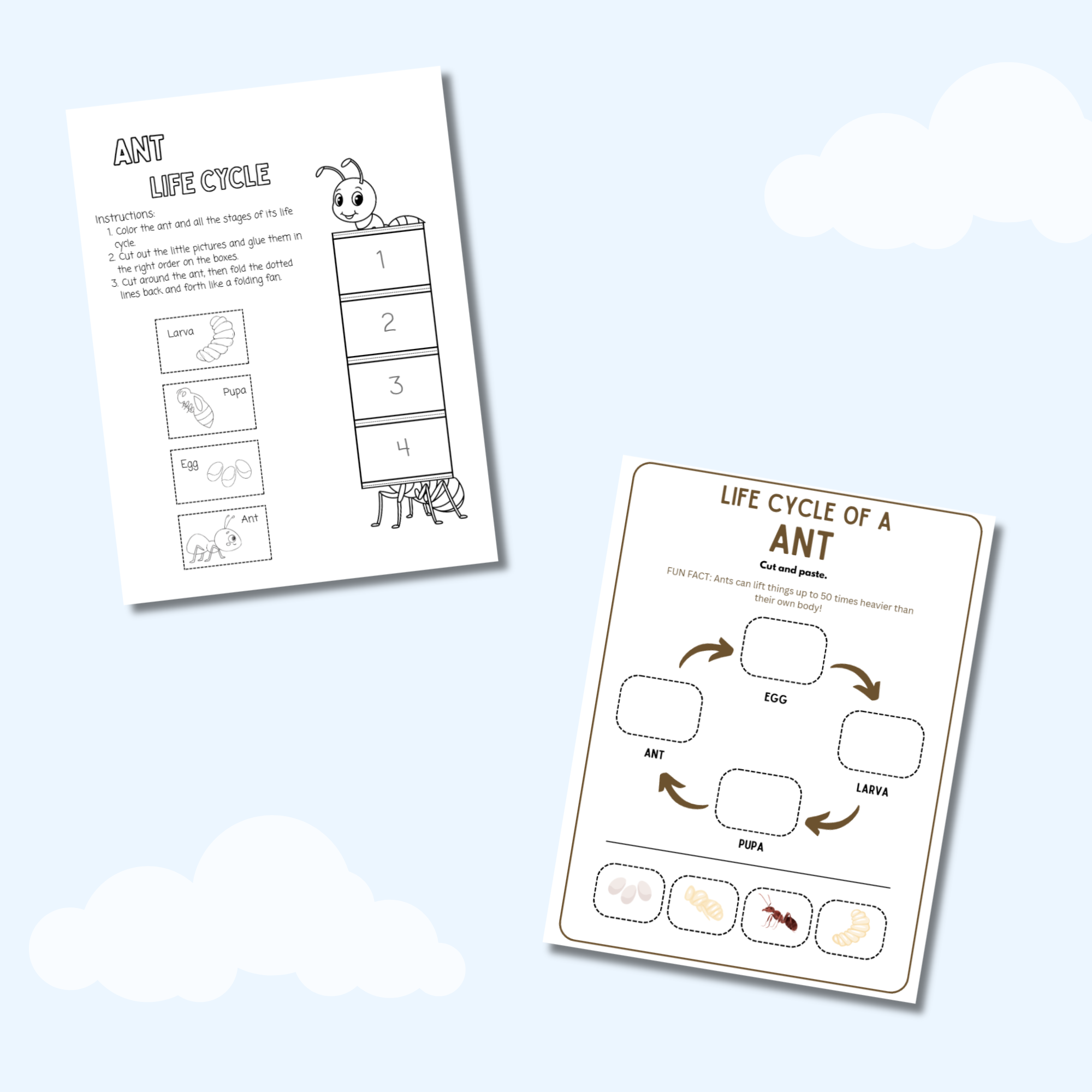 My Life Cycle Workbook