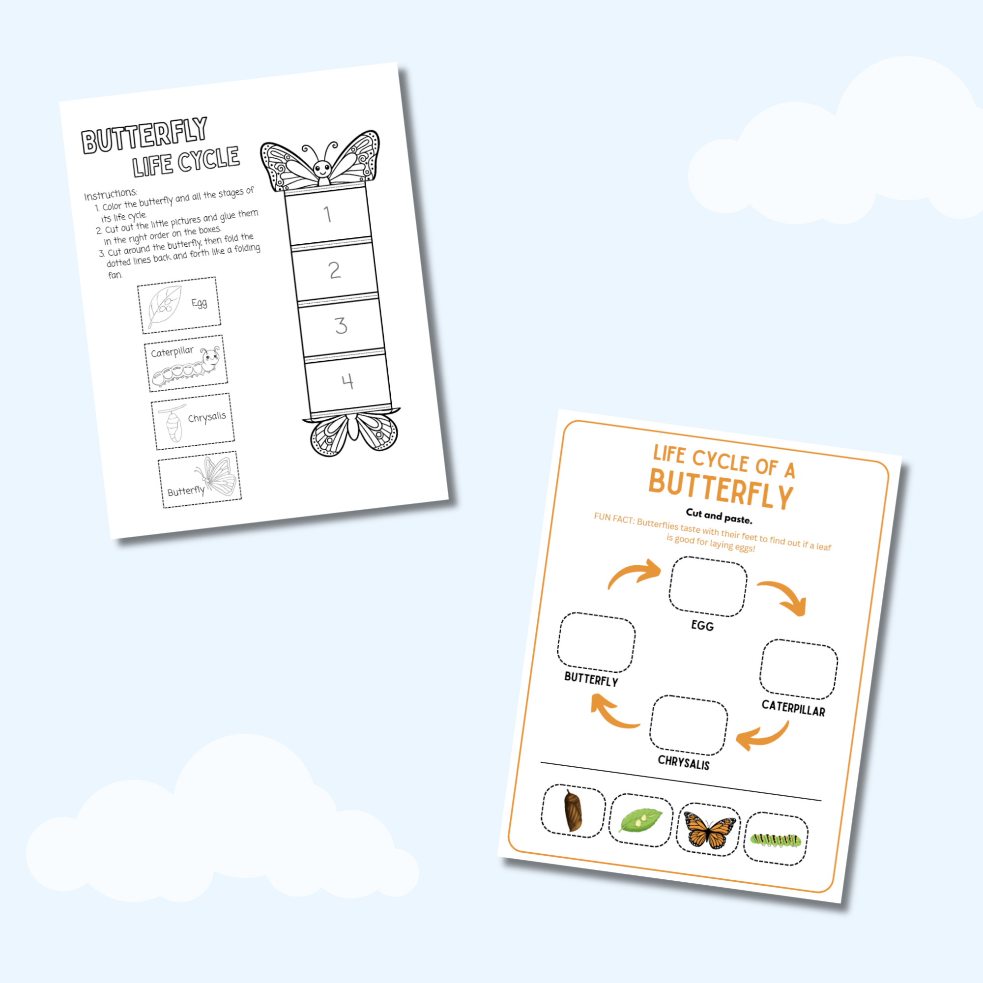 My Life Cycle Workbook